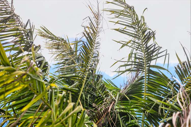 20 Cartmel Avenue Massey_27