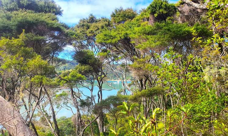 Lot 4 DP66008 North Cove Kawau Island_16