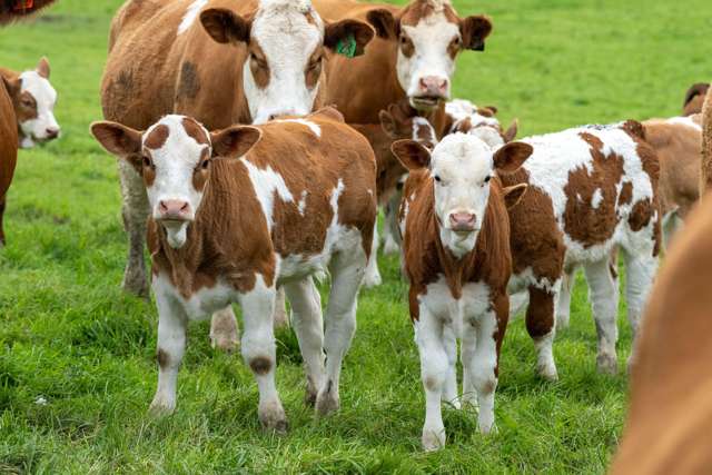 108 South Manakau Road Manakau_4