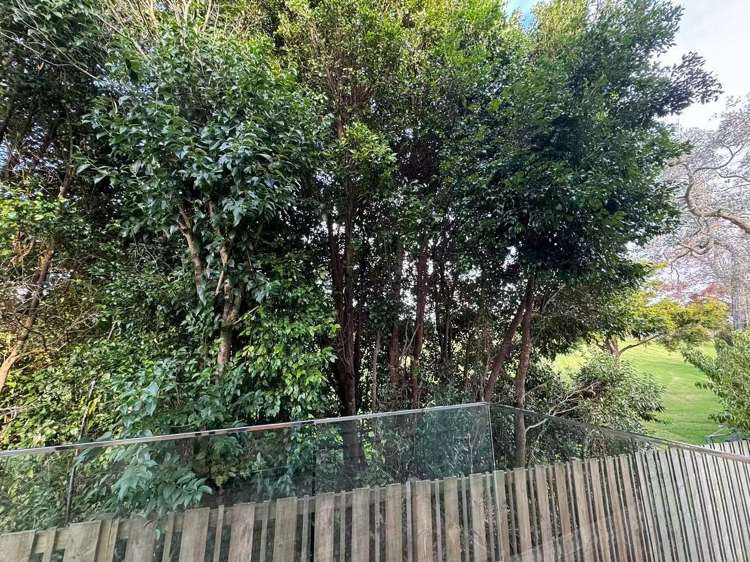 11 Apple Lane Henderson_11