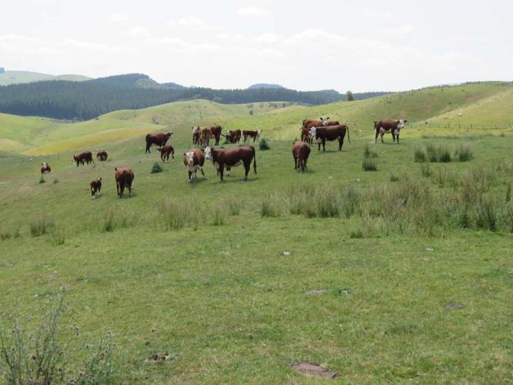 602 Esdaile Road Pongaroa_5