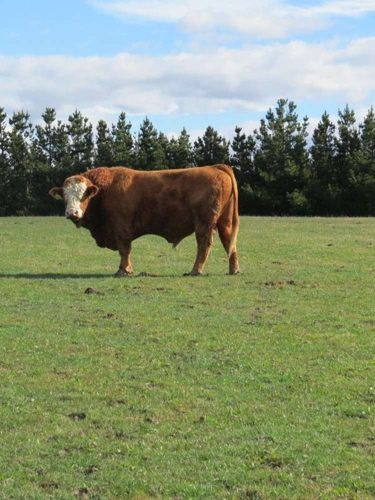 649 Kauru Hill Road Five Forks and Surrounds_6