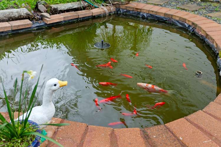 37 Puriri Crescent Edgecumbe_18