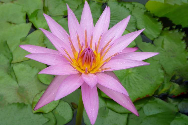 Glenbogal Aquatic Katikati_5