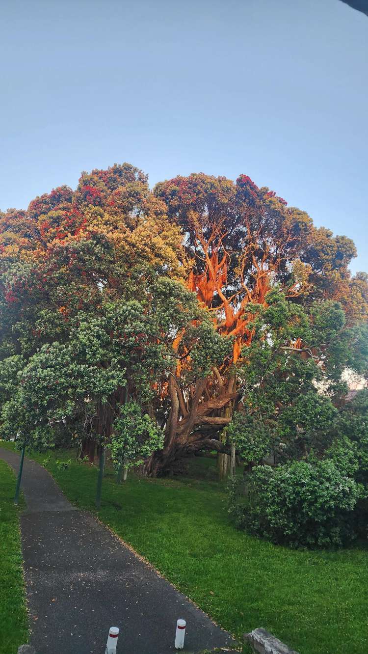 108/277 Maunganui Road Mount Maunganui_6