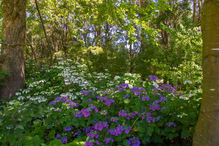 1531 Kahutara Road Kahutara_14