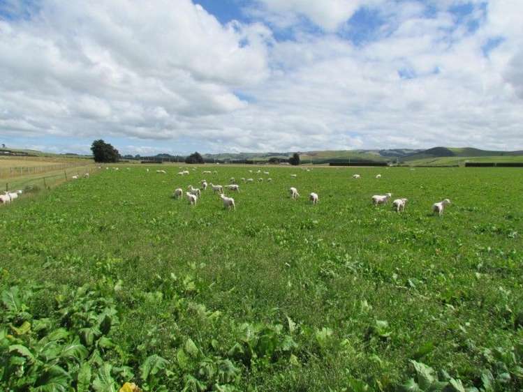 734 Crichton Road Milton_22