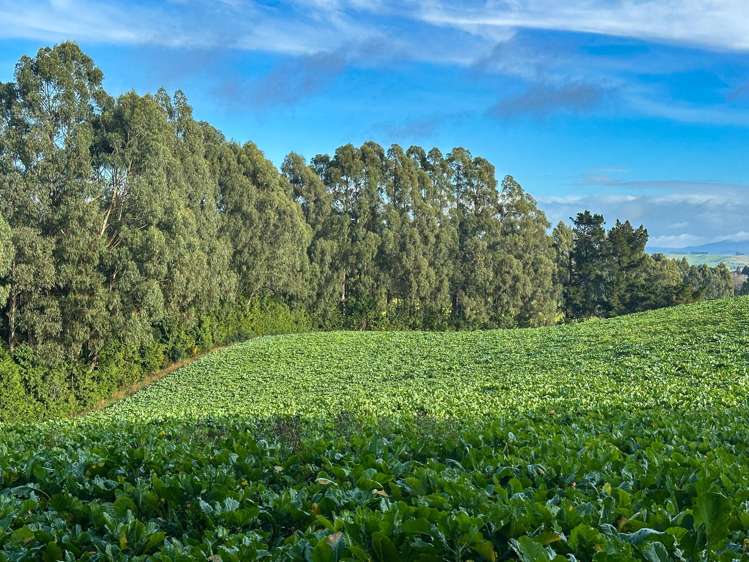 164 Waddle Road Mataura_10