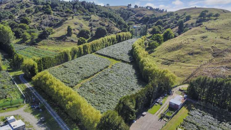 443C State Highway 2 Opotiki_22