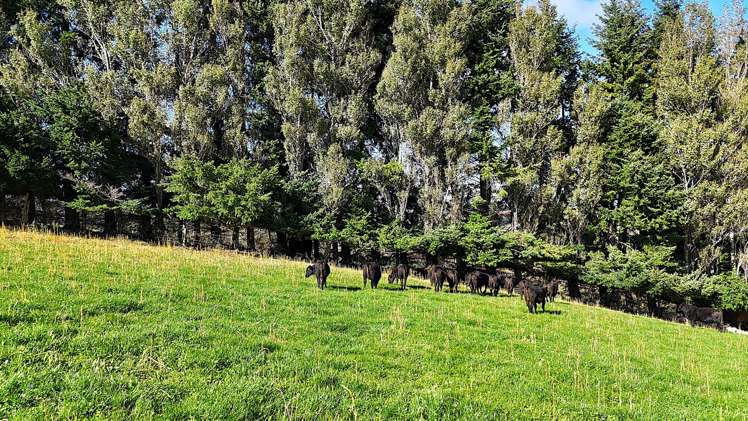 126 Ridgedale Road Te Anau_9