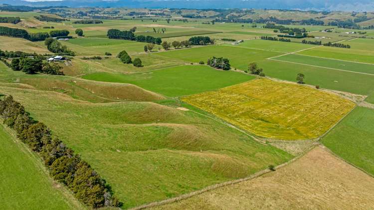 2054 Kimbolton Road Kiwitea_22