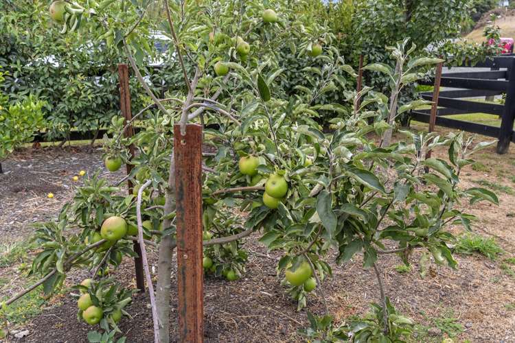 274 Rapson Road Kaukapakapa_17