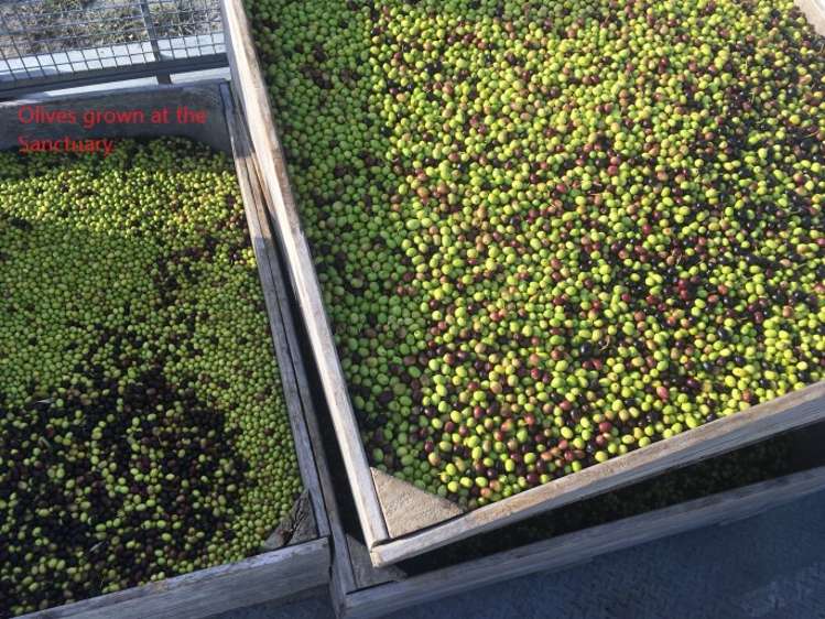 15 Woodleigh Lane Mangawhai_28