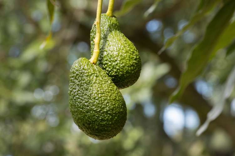 43 Thompsons Track Aongatete_18