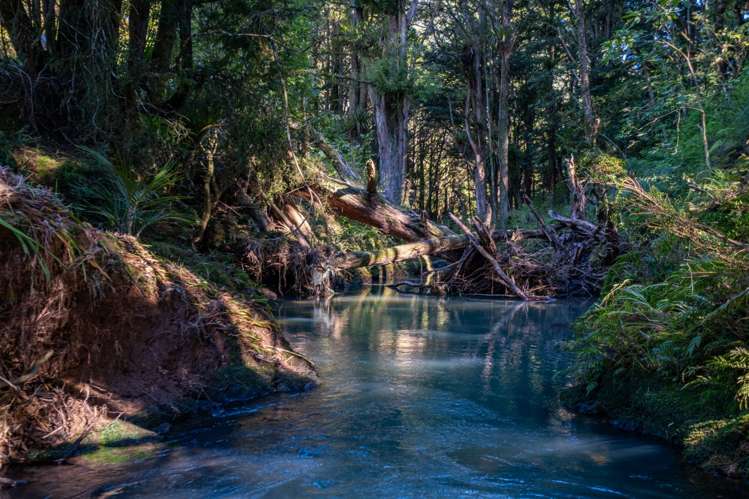 373 Fern Flat Road Peria_14