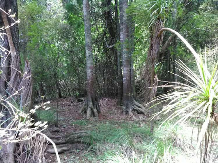 238 Punga Punga Road Pukekawa_10