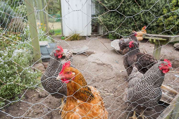 346 Harington Point Road Lower Portobello_15