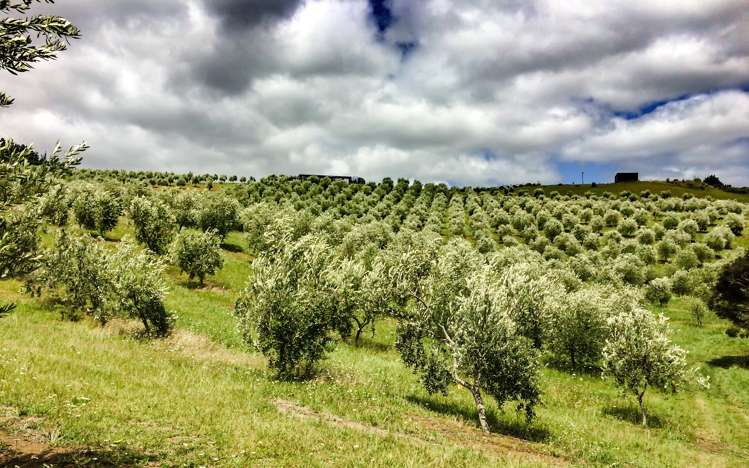 92 Frantoio Ridge Road Mangonui_23