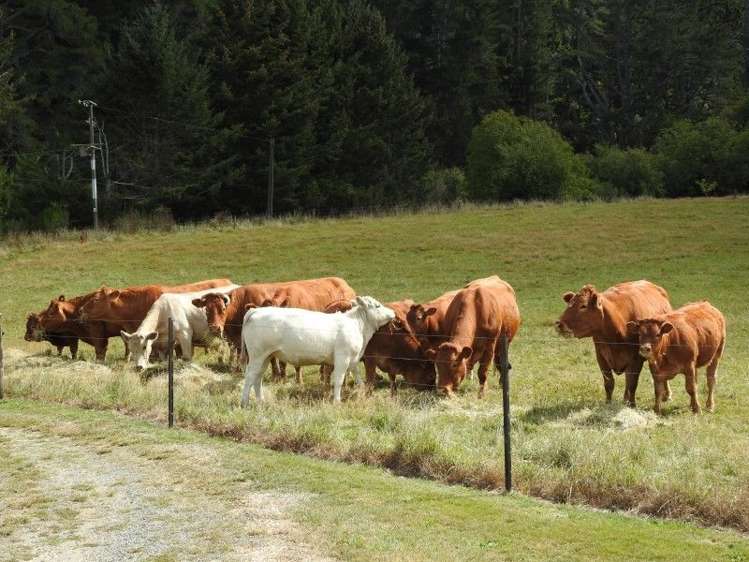 84 Peakes Road Wairau Valley_19