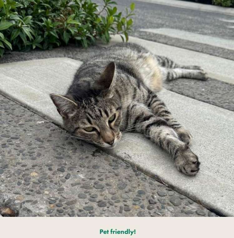 17 Small Road Silverdale_5