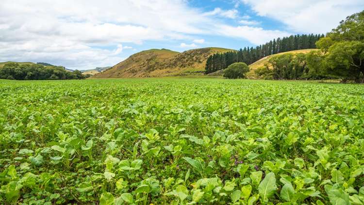 2 Cotswold Road Omihi_12