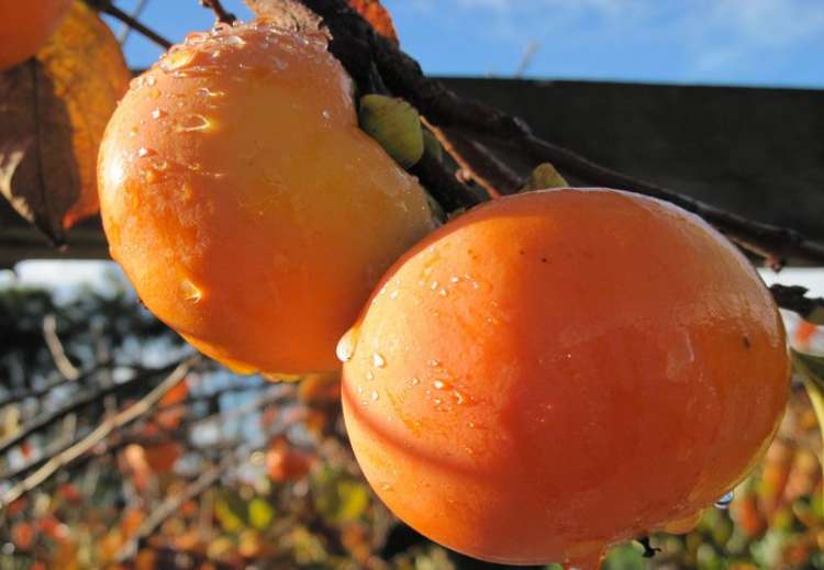 811 Hakarimata Road Huntly_1