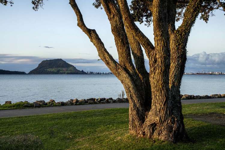 529a Otumoetai Road Matua_24