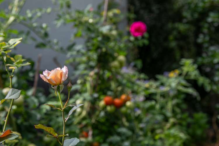 52 Rayner Road Huntly_18