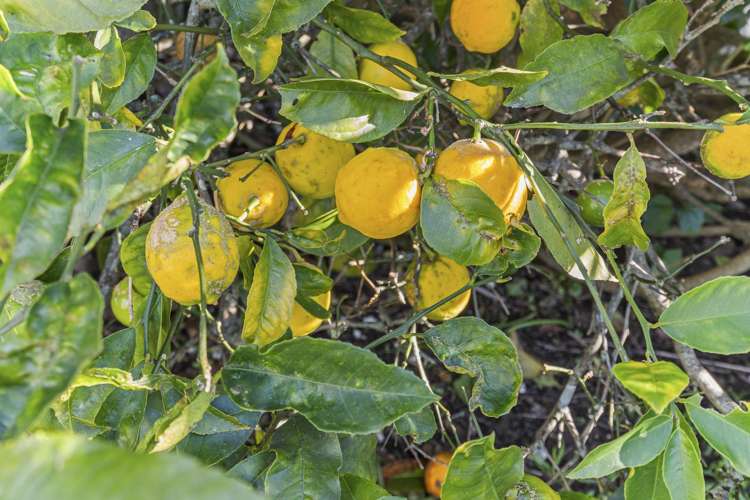 26 Meade Place Bell Block_25