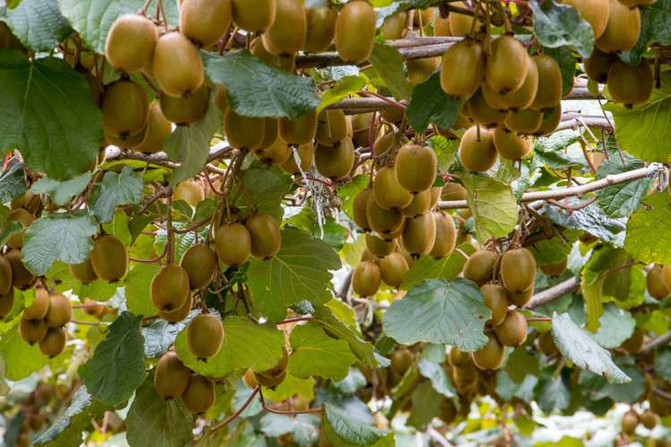 25a Fisher Road Waihi_15