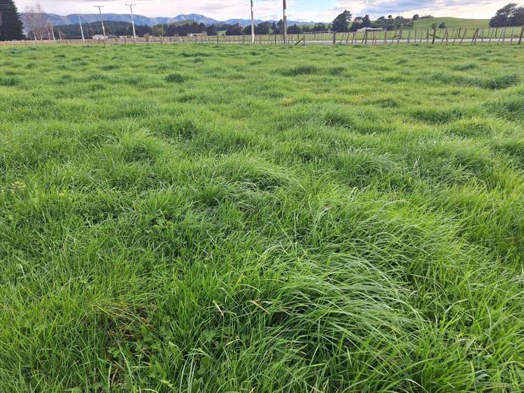 Lot Lot 1/49 Laws Road Dannevirke_9