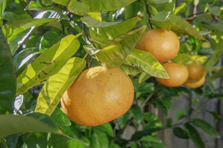 1d Kereru Bend Tawa_14