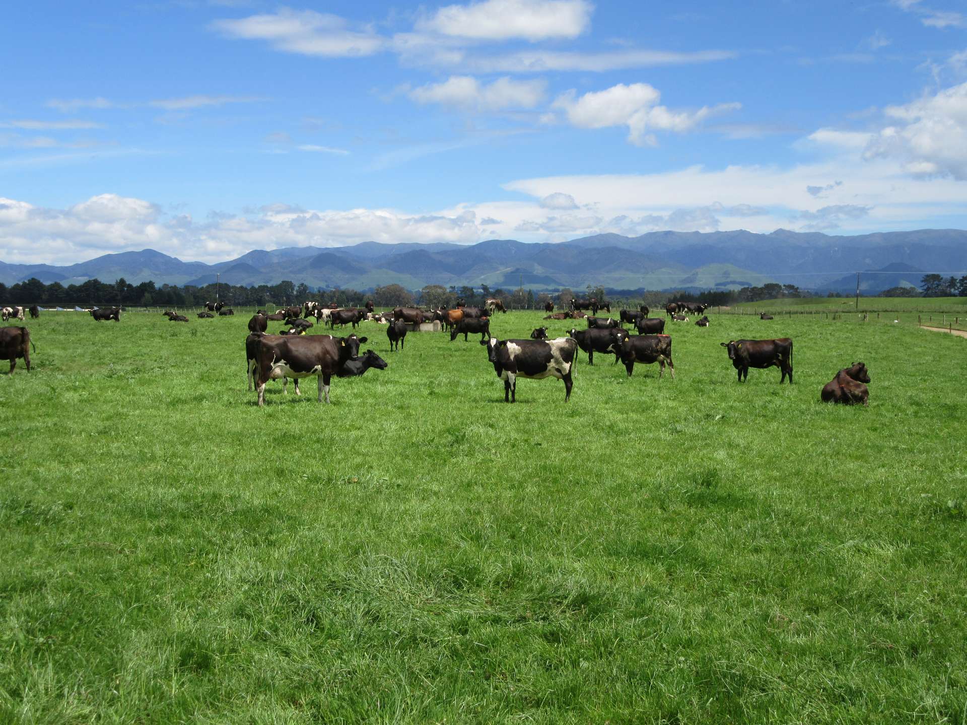 227 Whenuahou Road Norsewood_0