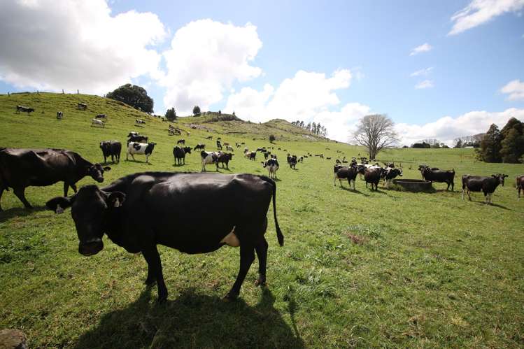 664 Te Pua Road Kaikohe_26