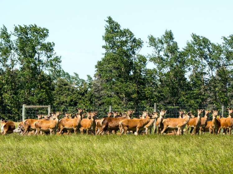 185 Waimarama Road Methven_20