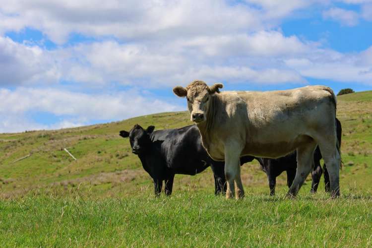 98 Millstream Road Dannevirke_10