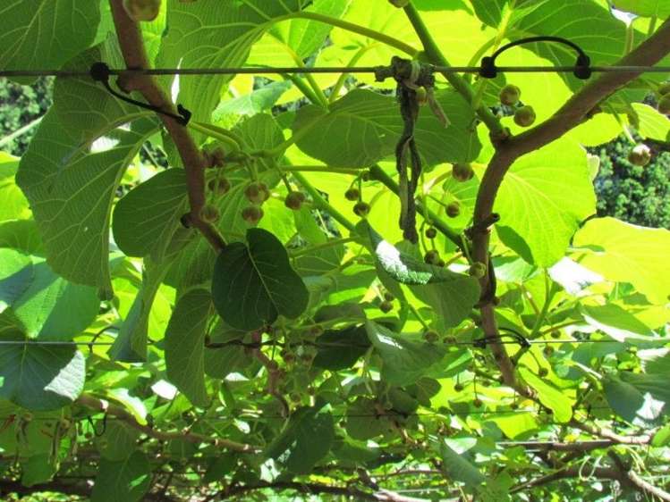 39 Sedgemoor Lane Hauraki Surrounds_17