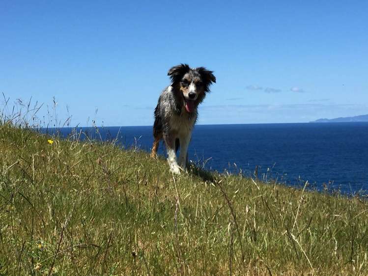 190 Pacific Ocean, Slipper Island (Whakahua) Thames_59