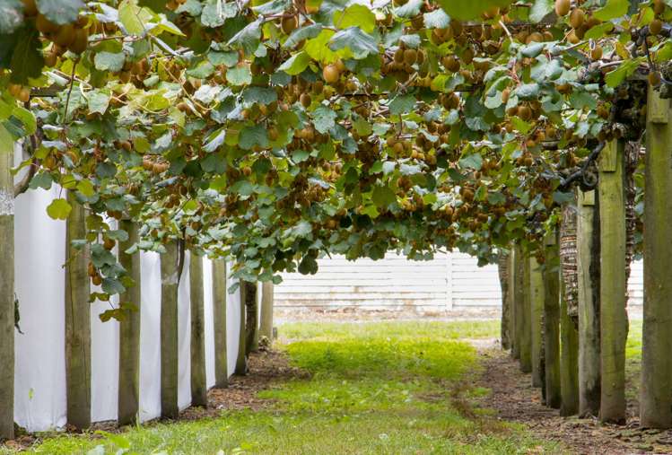 25a Fisher Road Waihi_14