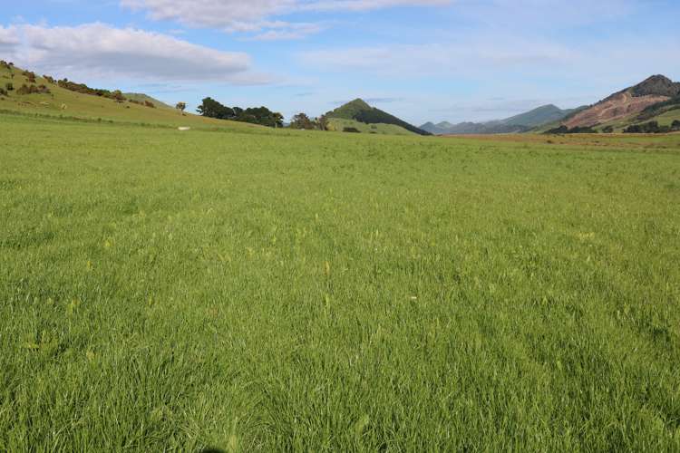 Hunt Road Catlins Surrounds_9