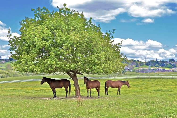 38 Cloonlyon Drive Flat Bush_17