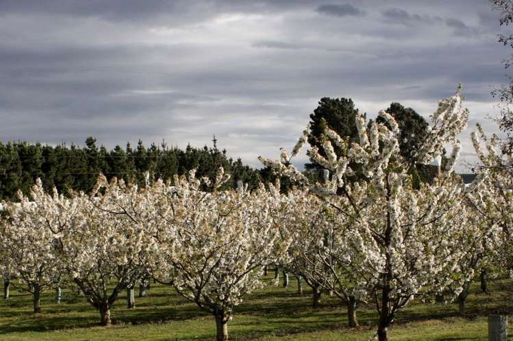 11 Ettrick Road Ettrick_16