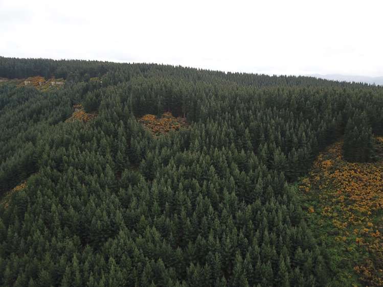 Palmerston-Waikouaiti Road Palmerston_11