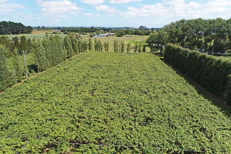 36 Eden Road Pukekohe_3