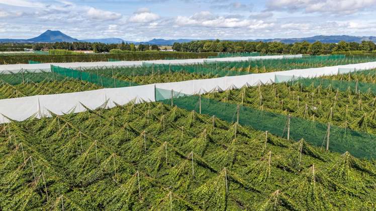 163C Western Drain Road Edgecumbe_25