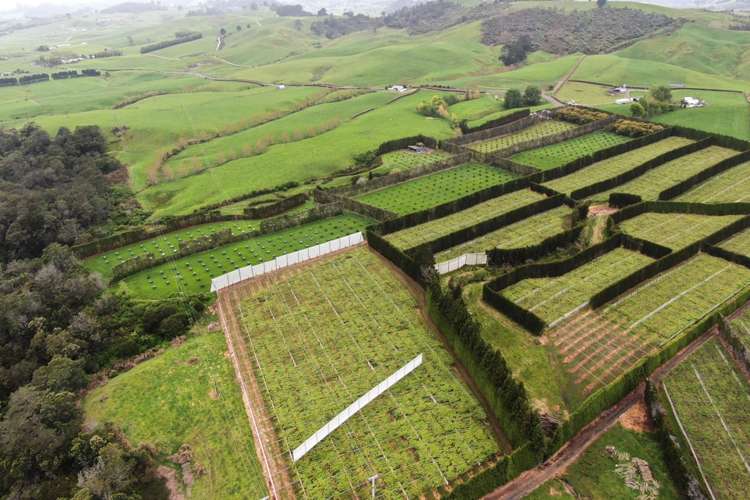 211 Pukekauri Road Waikino_11