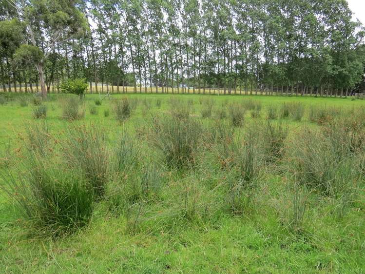 569 Taonui Road Feilding_5