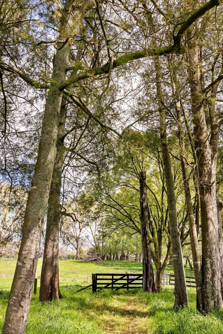 261 Sainsbury Road Puketaha_31