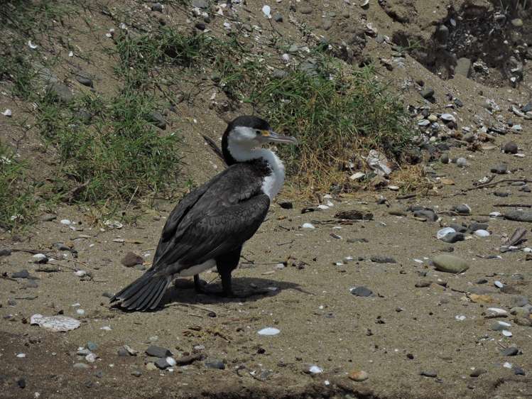 410 Thames Coast Sh25 Road Te Puru_25