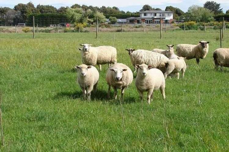 721 Queens Drive Waikiwi_4